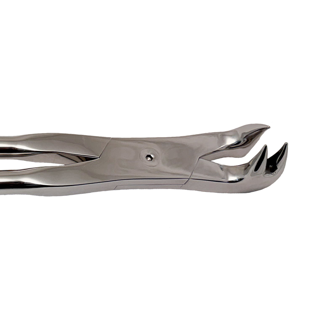 19 Inch Premium Three Prong Forceps - Right