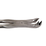 19 Inch Premium Three Prong Forceps - Right