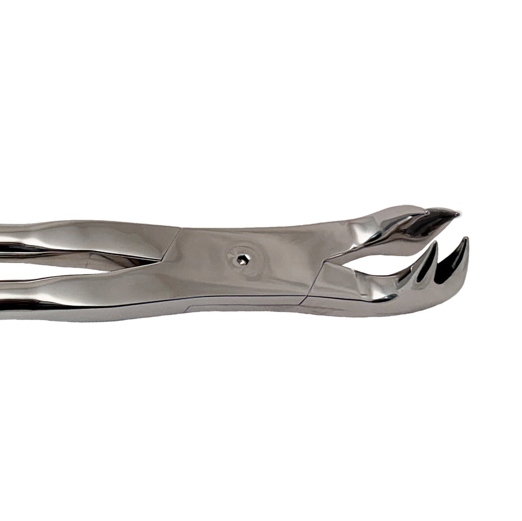 19 Inch Premium Four Prong Molar Forceps